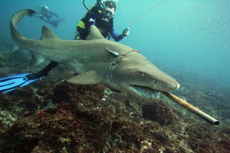 澳大利亚受伤鲨鱼用上电子标签